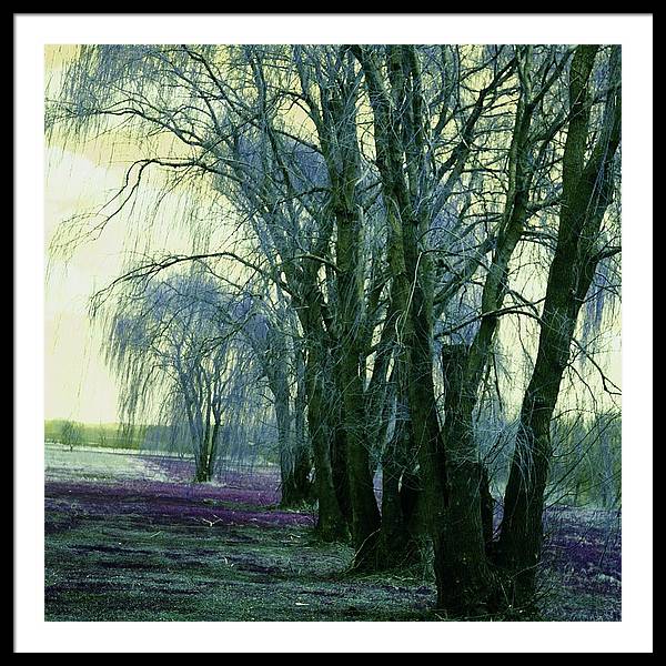 Line of Weeping Willow Trees - Framed Print