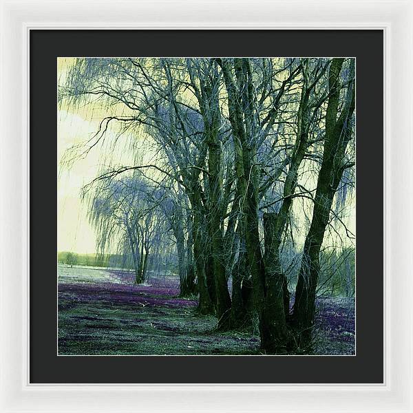Line of Weeping Willow Trees - Framed Print