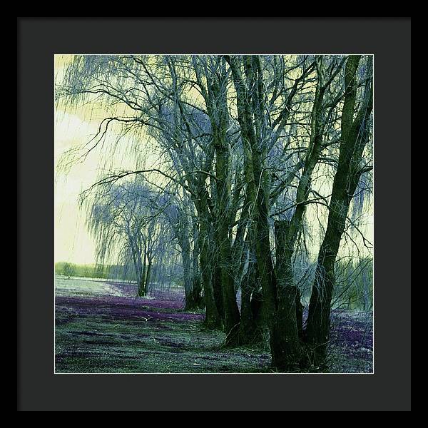 Line of Weeping Willow Trees - Framed Print