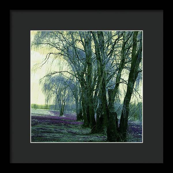 Line of Weeping Willow Trees - Framed Print