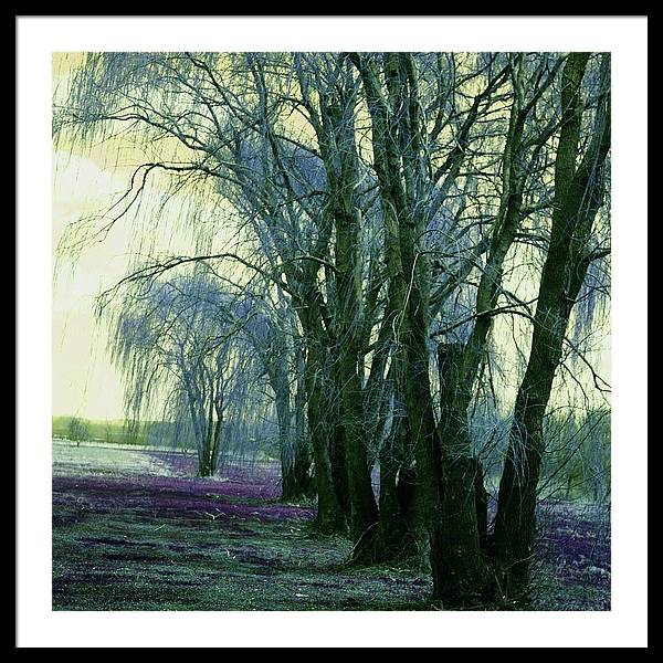 Line of Weeping Willow Trees - Framed Print