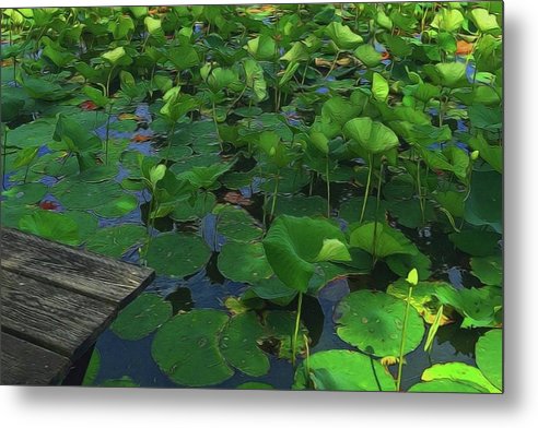Lotus Pond With Pier - Metal Print