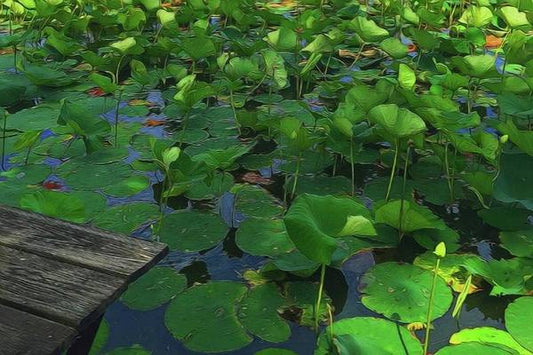 Lotus Pond With Pier - Art Print