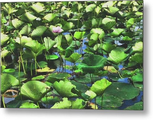 Lotus With Pink Blossom - Metal Print