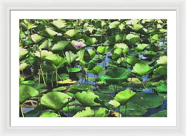 Lotus With Pink Blossom - Framed Print