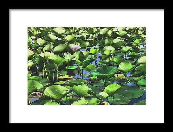 Lotus With Pink Blossom - Framed Print