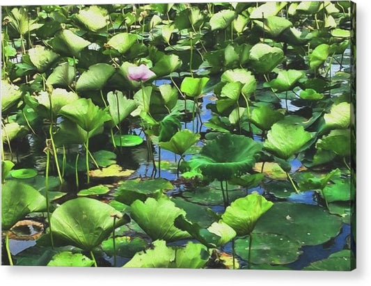 Lotus With Pink Blossom - Acrylic Print
