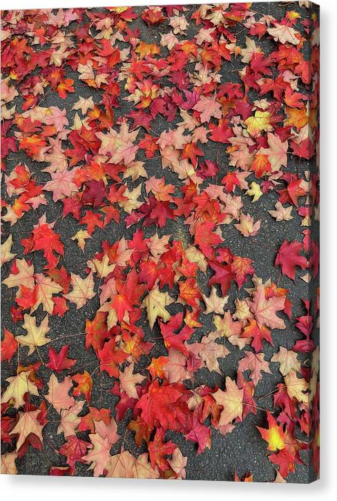 Maple Leaves In October 1 - Canvas Print