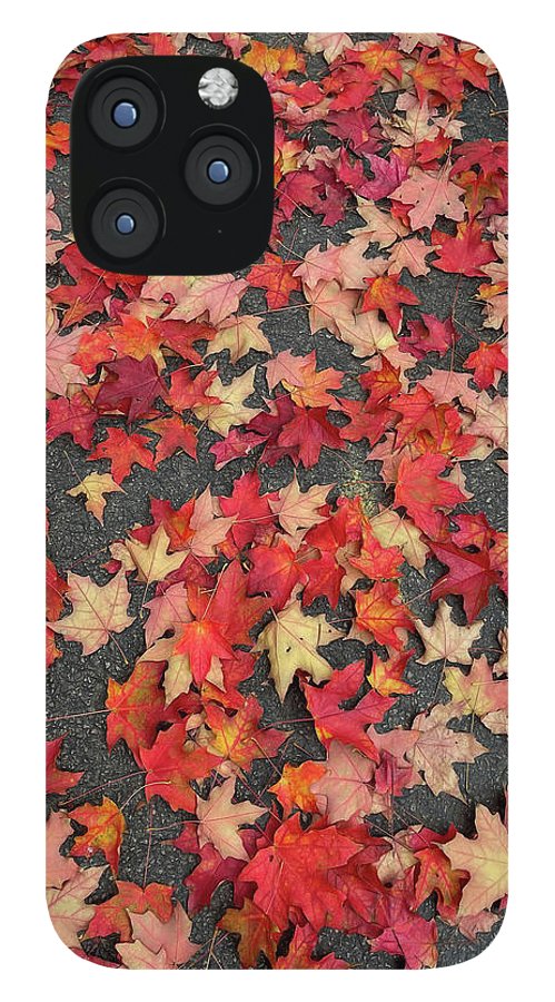 Maple Leaves In October 1 - Phone Case