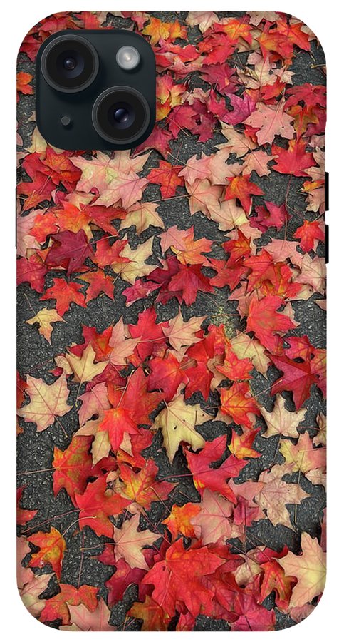 Maple Leaves In October 1 - Phone Case