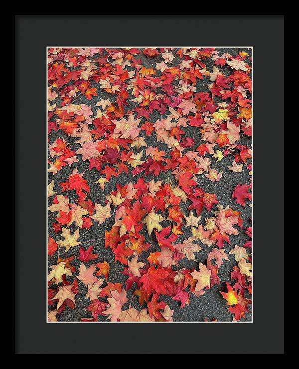 Maple Leaves In October 1 - Framed Print
