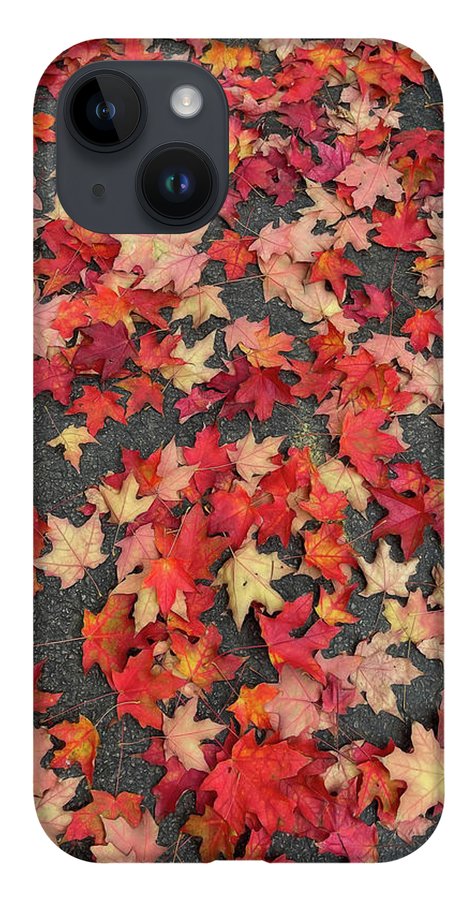 Maple Leaves In October 1 - Phone Case