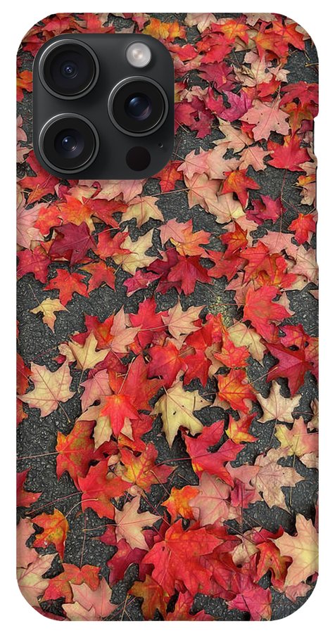 Maple Leaves In October 1 - Phone Case