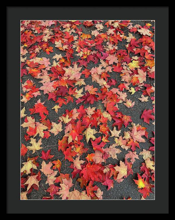 Maple Leaves In October 1 - Framed Print