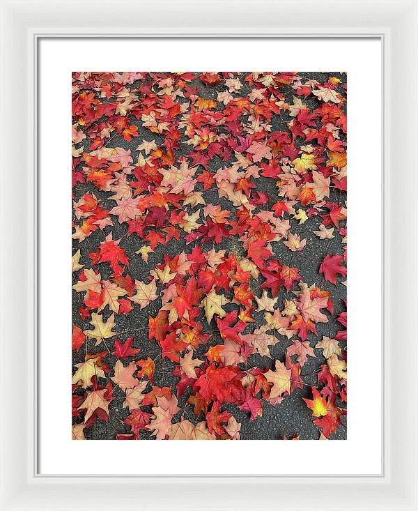 Maple Leaves In October 1 - Framed Print