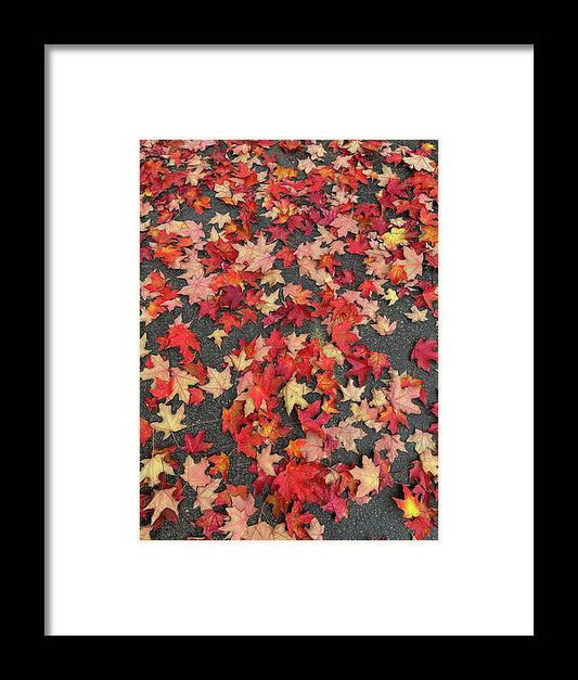 Maple Leaves In October 1 - Framed Print