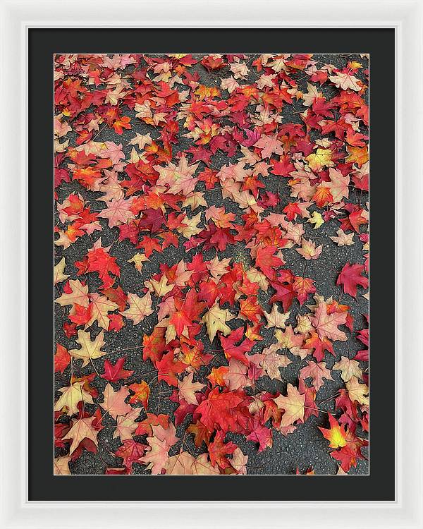 Maple Leaves In October 1 - Framed Print