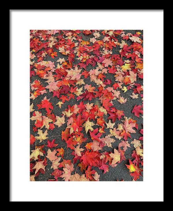 Maple Leaves In October 1 - Framed Print