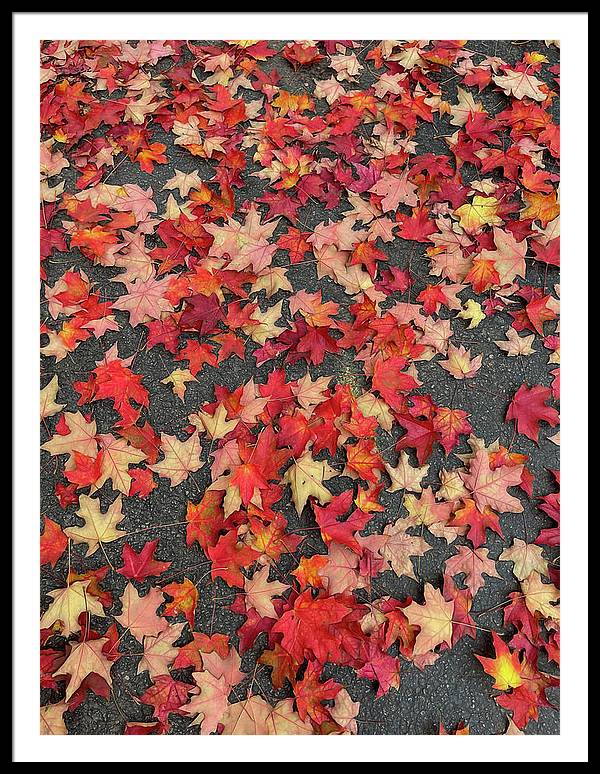 Maple Leaves In October 1 - Framed Print