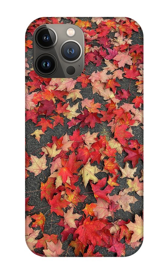 Maple Leaves In October 1 - Phone Case