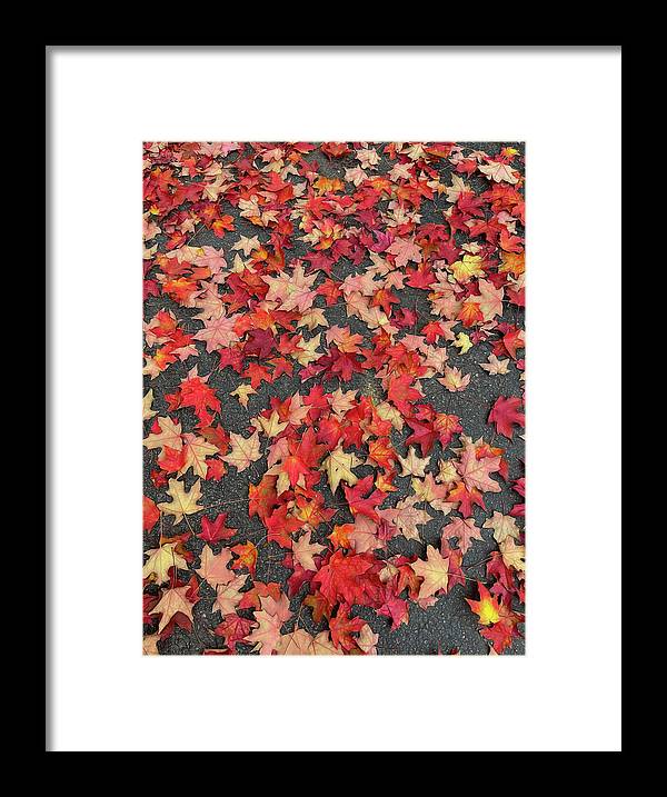 Maple Leaves In October 1 - Framed Print