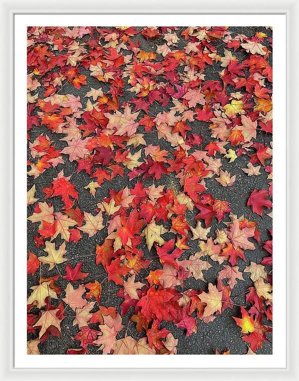 Maple Leaves In October 1 - Framed Print