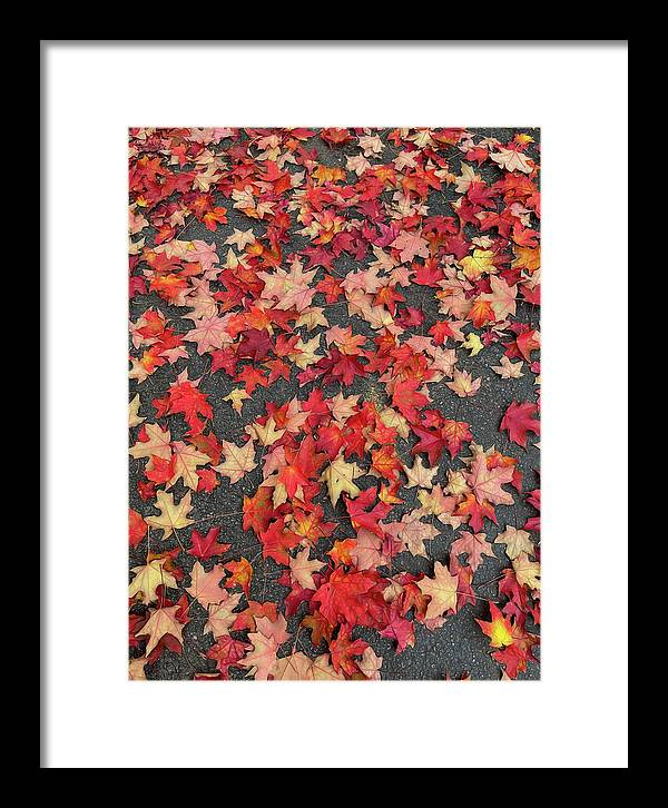 Maple Leaves In October 1 - Framed Print