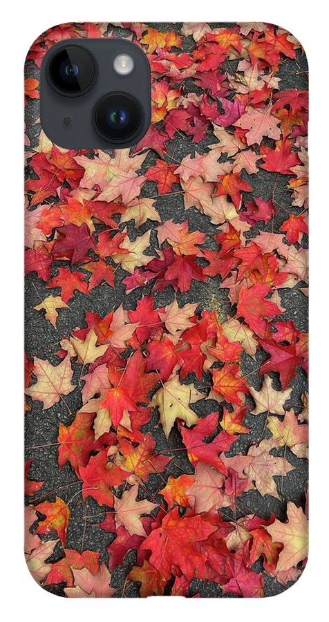 Maple Leaves In October 1 - Phone Case
