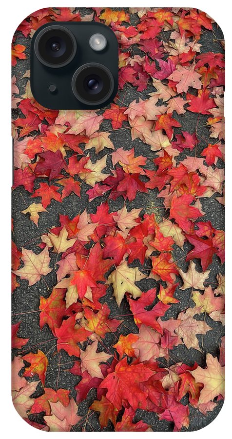 Maple Leaves In October 1 - Phone Case