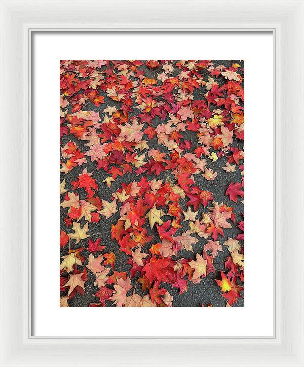 Maple Leaves In October 1 - Framed Print