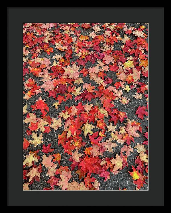 Maple Leaves In October 1 - Framed Print