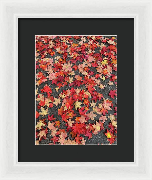Maple Leaves In October 1 - Framed Print