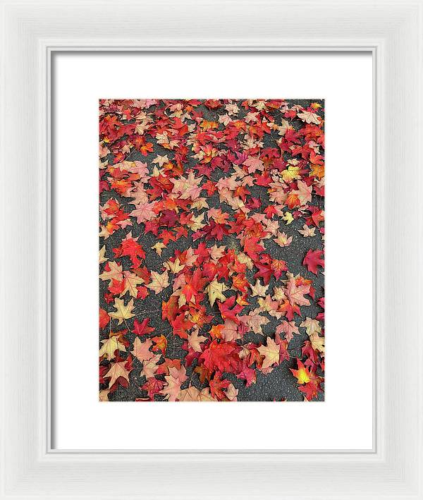 Maple Leaves In October 1 - Framed Print