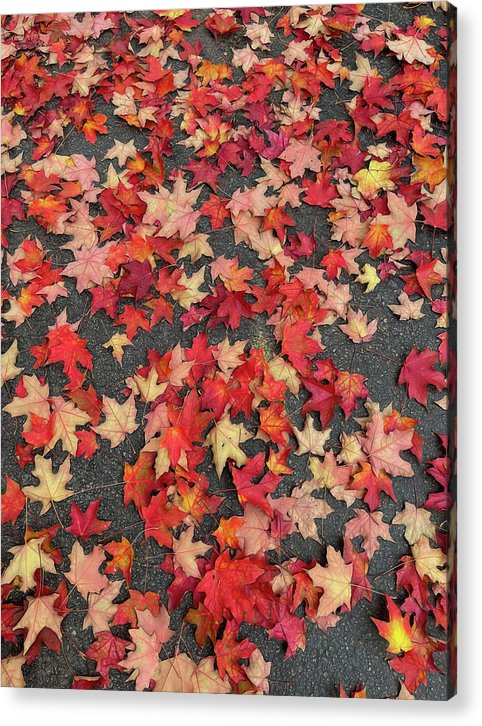 Maple Leaves In October 1 - Acrylic Print