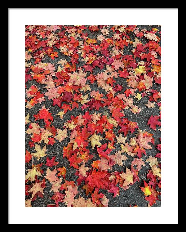 Maple Leaves In October 1 - Framed Print