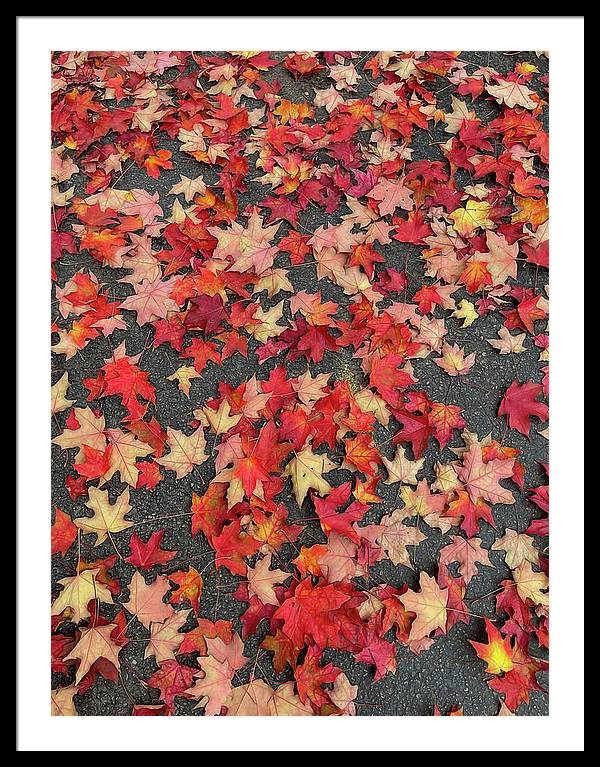 Maple Leaves In October 1 - Framed Print