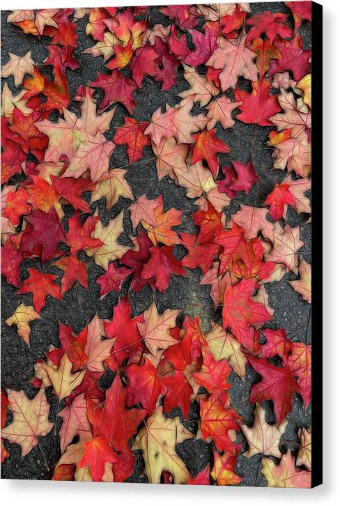 Maple Leaves In October 2 - Canvas Print