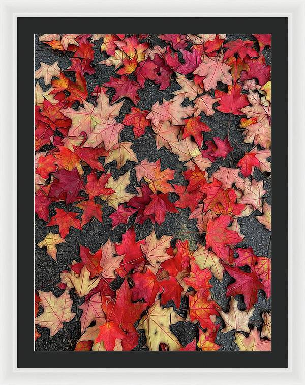 Maple Leaves In October 2 - Framed Print