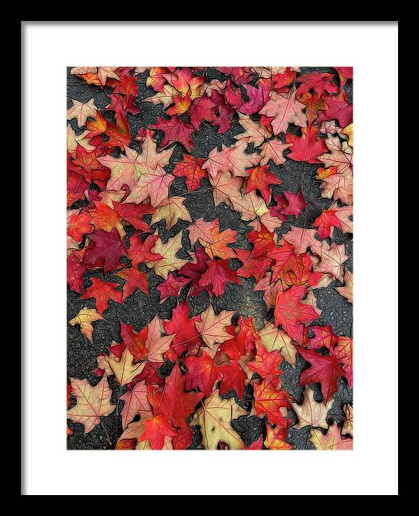 Maple Leaves In October 2 - Framed Print