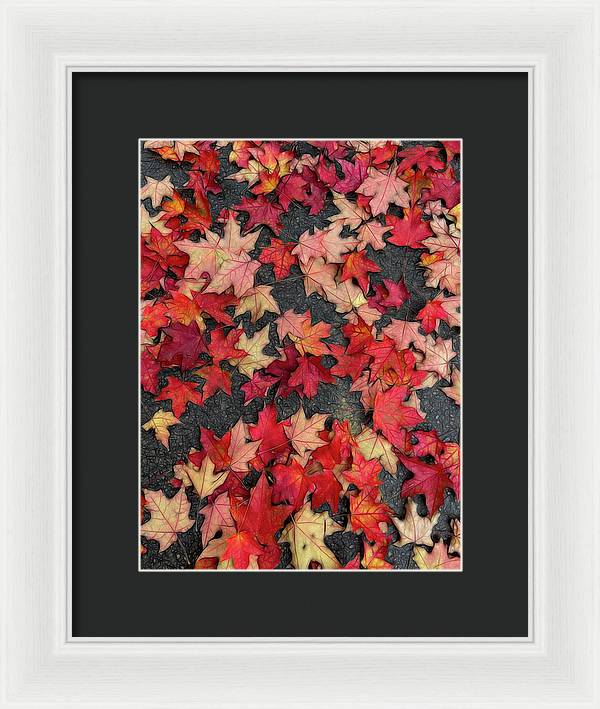 Maple Leaves In October 2 - Framed Print