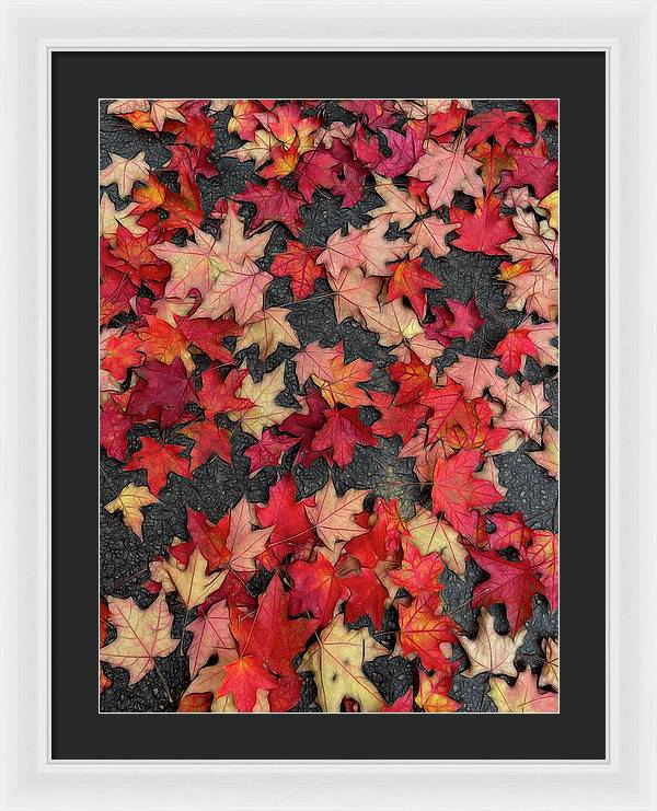 Maple Leaves In October 2 - Framed Print