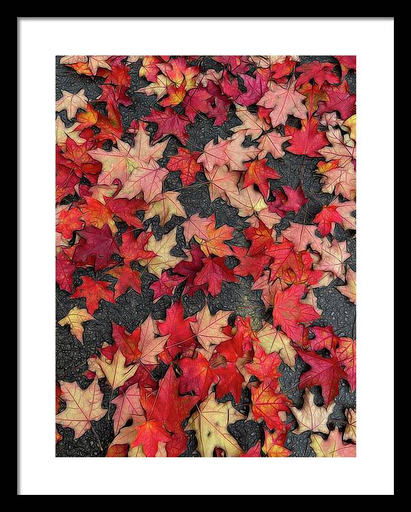 Maple Leaves In October 2 - Framed Print