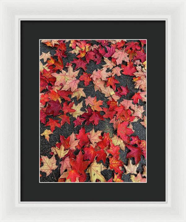 Maple Leaves In October 2 - Framed Print