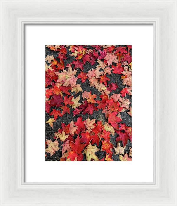 Maple Leaves In October 2 - Framed Print