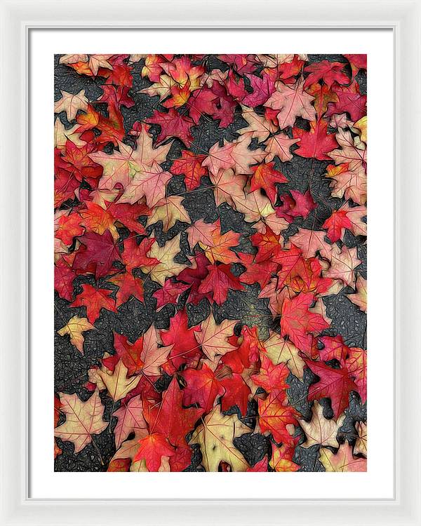 Maple Leaves In October 2 - Framed Print