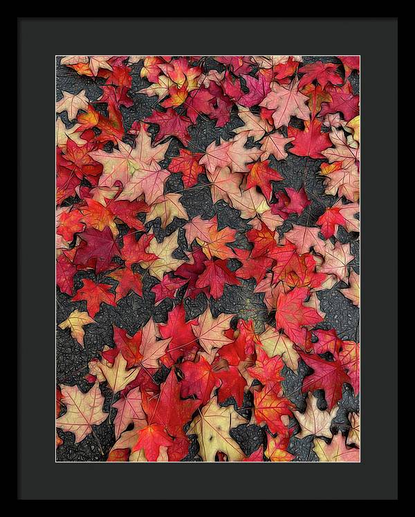 Maple Leaves In October 2 - Framed Print