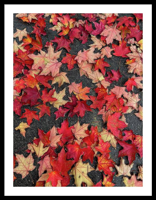 Maple Leaves In October 2 - Framed Print