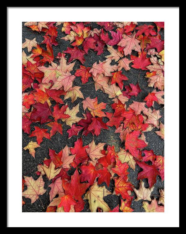 Maple Leaves In October 2 - Framed Print