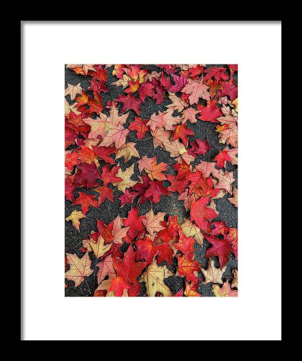 Maple Leaves In October 2 - Framed Print