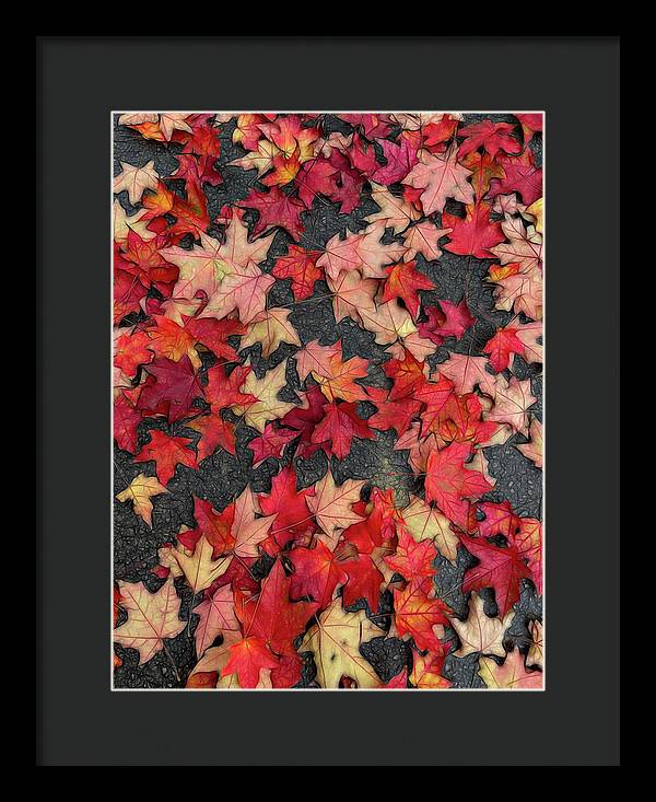 Maple Leaves In October 2 - Framed Print
